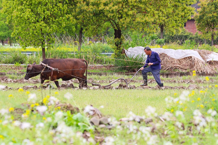 清明將至，各地農(nóng)事忙