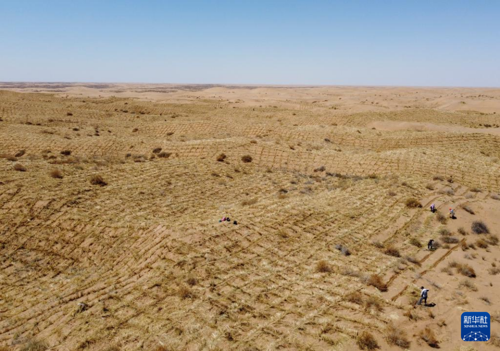2024年4月10日，群眾在古浪縣八步沙林場麻黃塘沙區(qū)用草方格壓沙。新華社發(fā)（無人機照片）